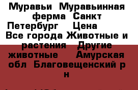 Муравьи, Муравьинная ферма. Санкт-Петербург. › Цена ­ 550 - Все города Животные и растения » Другие животные   . Амурская обл.,Благовещенский р-н